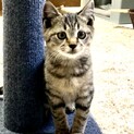 1.5ヶ月子猫、里親募集中
