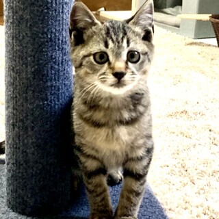 1.5ヶ月子猫、里親募集中