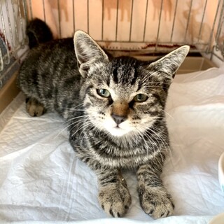 4ヶ月子猫、里親募集中