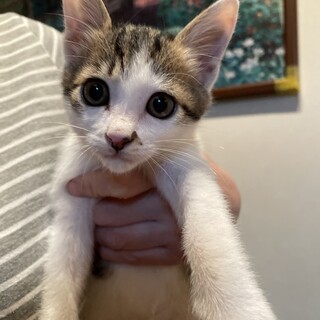 元気いっぱい！！白キジ子猫ちゃん