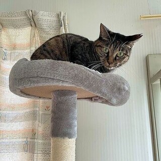 飼い主さんが病気で飼育不可能な黒トラさん