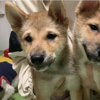 トライアル決定！3ヶ月の柴犬♬.*ﾟ雨くん
