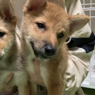 元気いっぱい、やんちゃ盛りの柴子犬、雪くん♬.*ﾟ