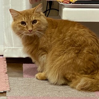 ブラッシングが大好きゴロゴロ甘えん坊の茶君