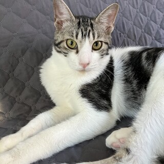 自分からひざの上に乗ってくるハッピー