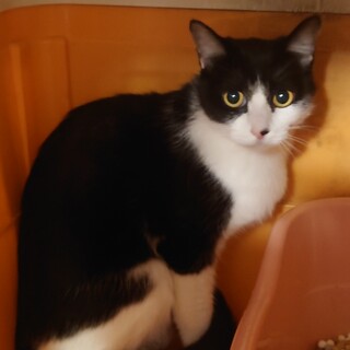 ワチワレちゃん　避妊手術済　人慣れしていた子