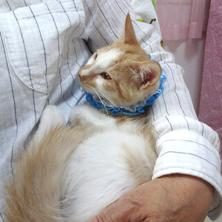 抱っこ好き♪パステル茶白★マロンくん3ヵ月