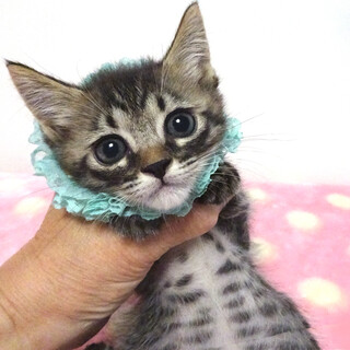 アニメ顔♪愛護センターから★結(ゆい)くん2ヵ月