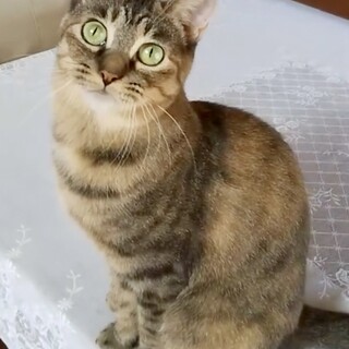 【キジトラ  茶キジ】1歳半 女の子