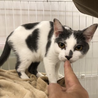 どんな時も。目が座ってるシログレです！