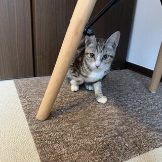 【グレーキジの男の子】大人しく可愛い子です！