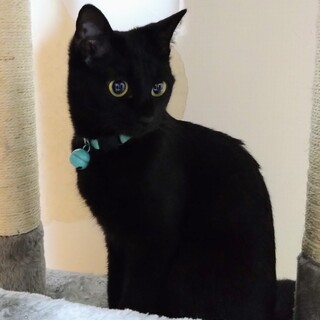 黒猫の女の子♪しおちゃん