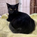 【黒猫】生後6ヶ月  男の子