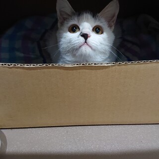 タフなチビ猫ちゃん