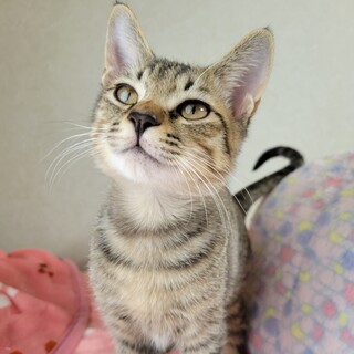 猫が大好き★らんまる君★可愛い