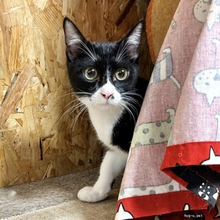 低体温から奇跡の復活♥ポンちゃん