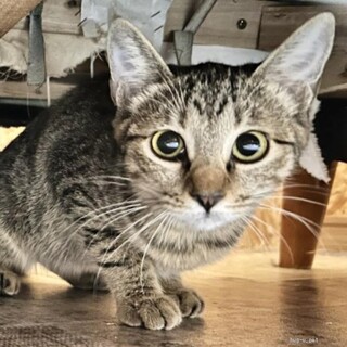 ゴロゴロ腹みせ猫♥チャコちゃん