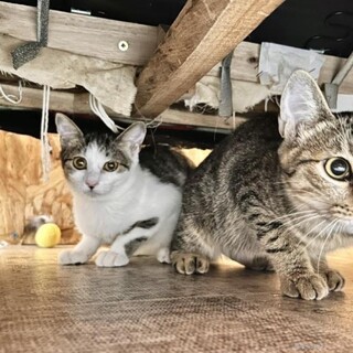 怖がり子猫♥オクちゃん