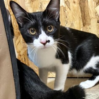 おしゃべり大好き♥リンちゃん