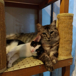 気の小さい白黒君