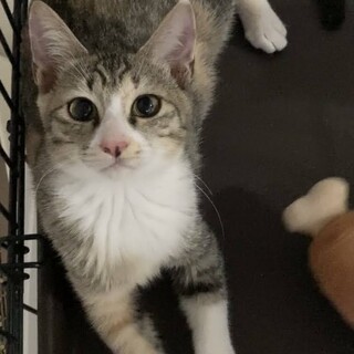 沖縄4兄妹 やんちゃな甘えん坊のナミちゃん♥