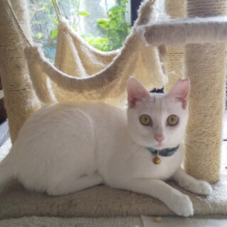 臆病だけど甘えん坊、くるりんしっぽ白猫ちゃん