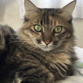 南の島から都会にきたノネコさん、絶賛里親募集中！！