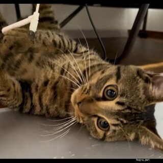 スリスリごろごろが大好きな男の子♪