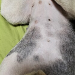 「避妊手術完了」サムネイル2