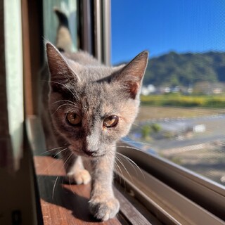 決定☆『ロエ』つぶらな瞳で見つめてくる可愛い子