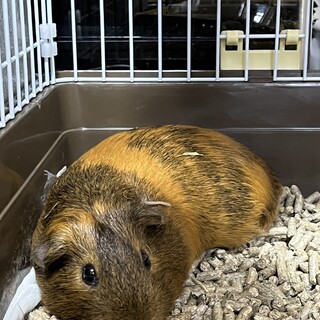 可愛いモルモットです