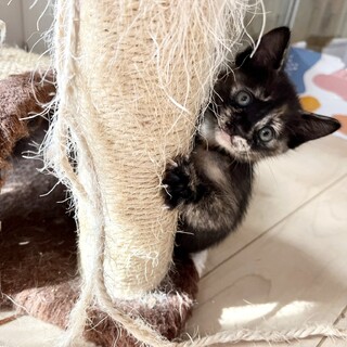 生後２ヵ月美少女サビ、ボディコンちゃん！