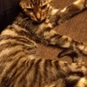 お迎えありがとうございました。 サムネイル5