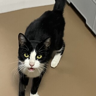 元気いっぱい美人のハチワレ小春ちゃん