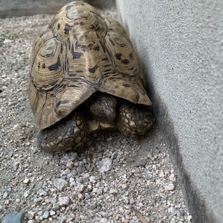 ヒョウモンリクガメ　雄