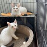 野良猫の生後1ヶ月半兄弟子猫を保護しました。 サムネイル2