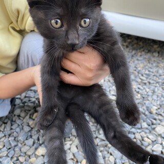 生後1〜2ヶ月くらいの甘えん坊です。