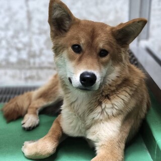 7日‼処分対象♂若い野犬・向き合える方に命繋げたい
