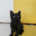 生後1〜2ヶ月の元気な黒猫です。