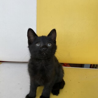生後1〜2ヶ月の元気な黒猫です。