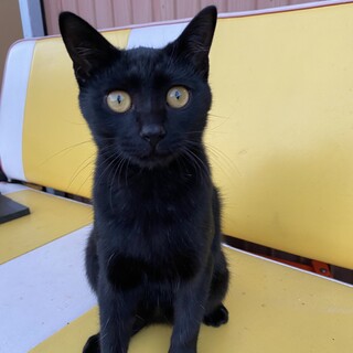 生後5ヶ月の元気な黒猫です。