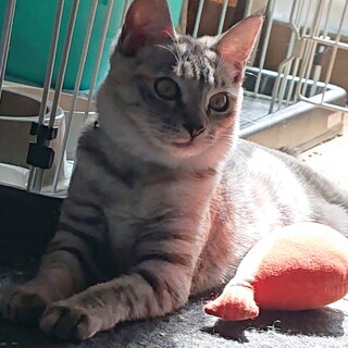 のの・遊び大好き元気な女の子