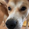 オヤツと遊びが大好き【オーリくん】