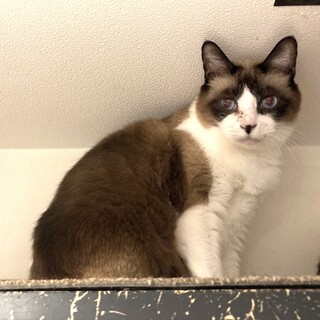 丸くて大きな男の子【ベル】