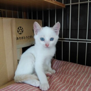 【一時停止】青い目がかわいい白猫★2ヶ月★雪くん