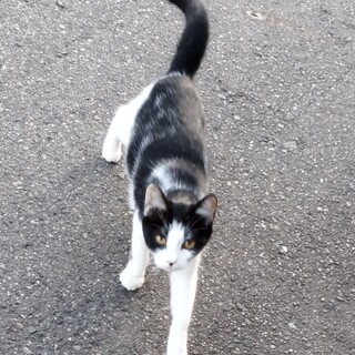 約4ヶ月メス猫姉妹片方だけでも。。