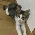 【トライアル中】サバ白⭐︎カギしっぽ⭐︎3ヶ月オス