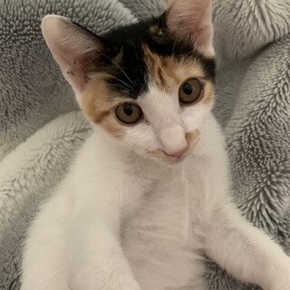 白多めの三毛猫子猫