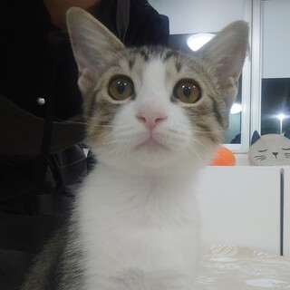 人間大好き！甘えん坊はーくん