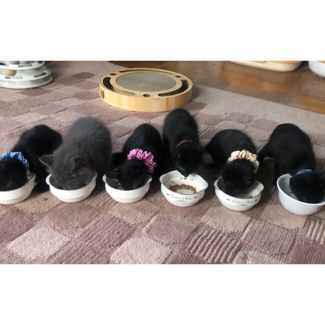 mofujijiのカバー写真